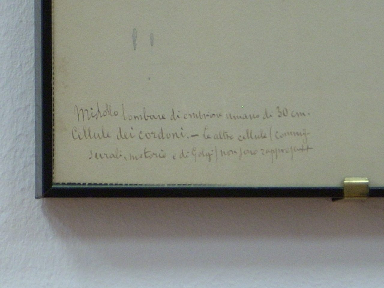 Giulio Bizzozero s histological drawings, Accademia di Medicina, Turin, Italy - 08.JPG
